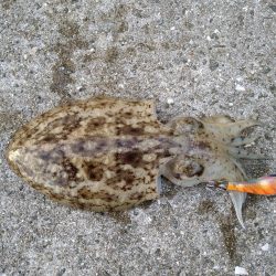 半年ぶりの淡路島